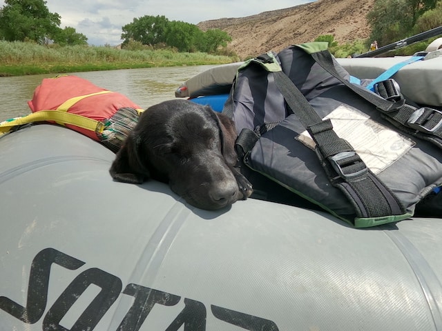 10 Questions Before You Bring Your Dog On A River Trip - RiverBent