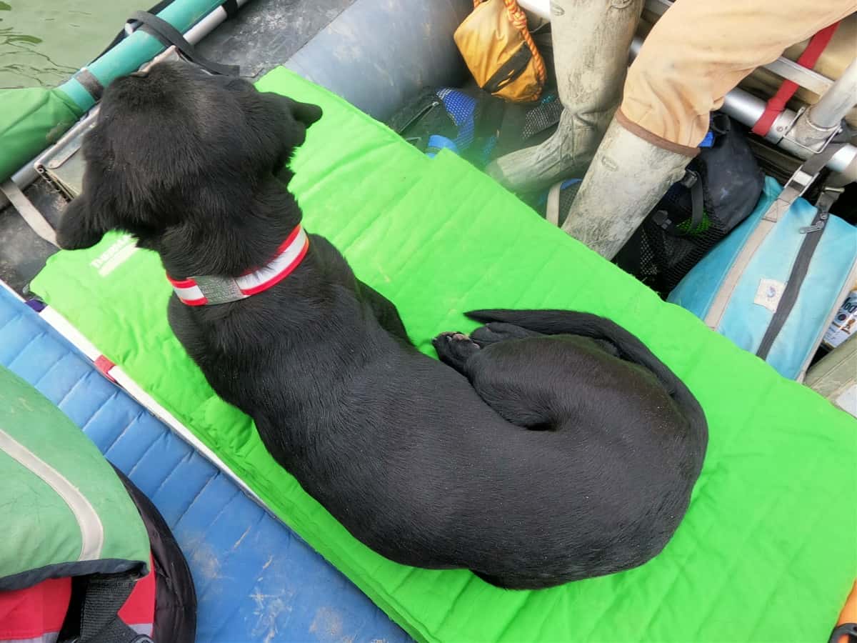 10 Questions Before You Bring Your Dog On A River Trip - RiverBent